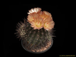 Eriosyce heinrichiana (syn. Neochilenia setosiflora v. intermedia 673